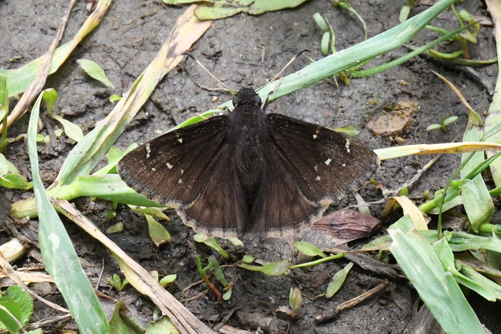 122 2017-05288742 Broad Meadow Brook, MA.JPG - Northern Cloudywing Butterfly (Thorybes pylades)Broad Meadow Brook Wildlife Sanctuary, MA, 5-28-2017